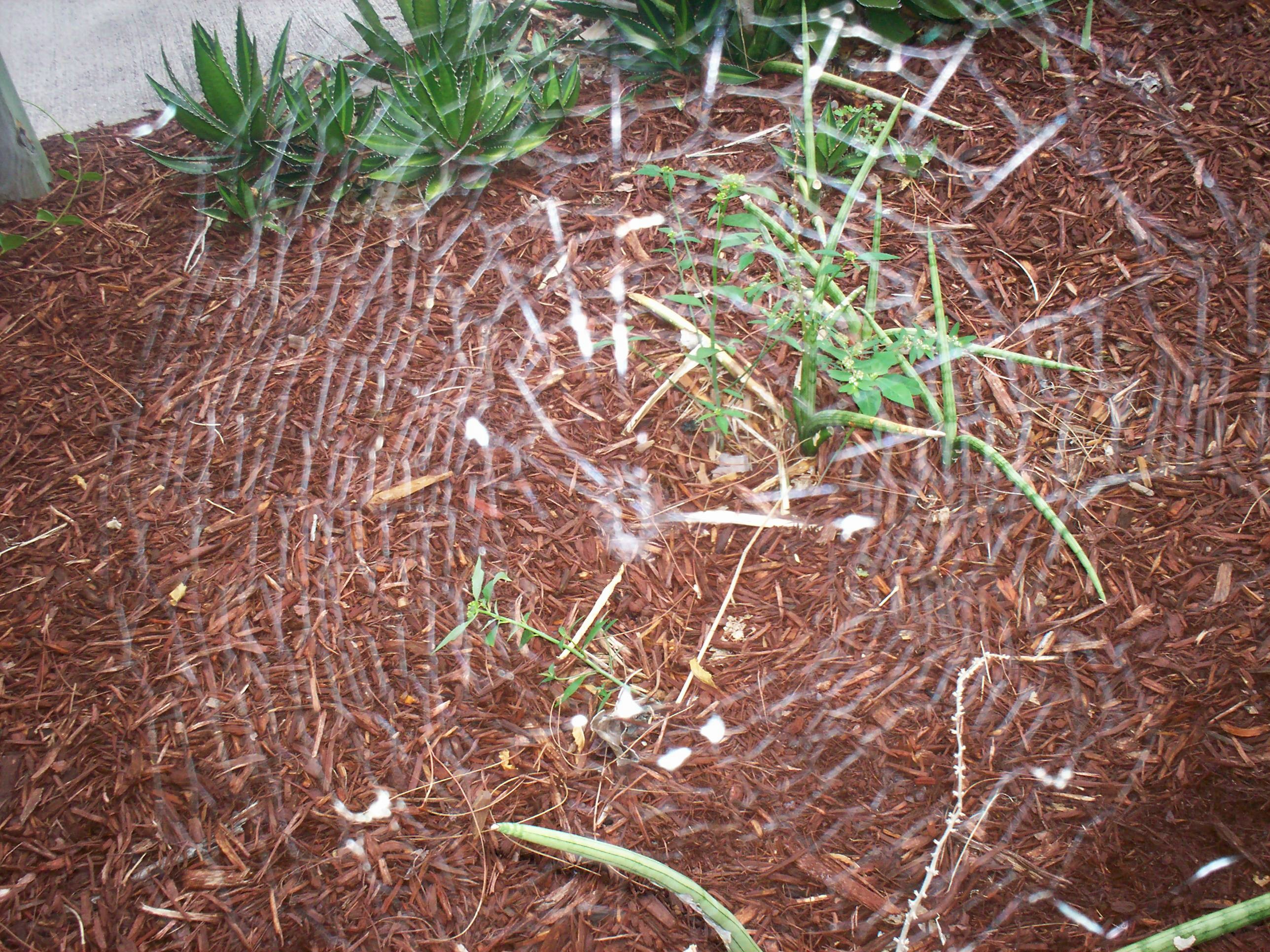 spider3.jpg